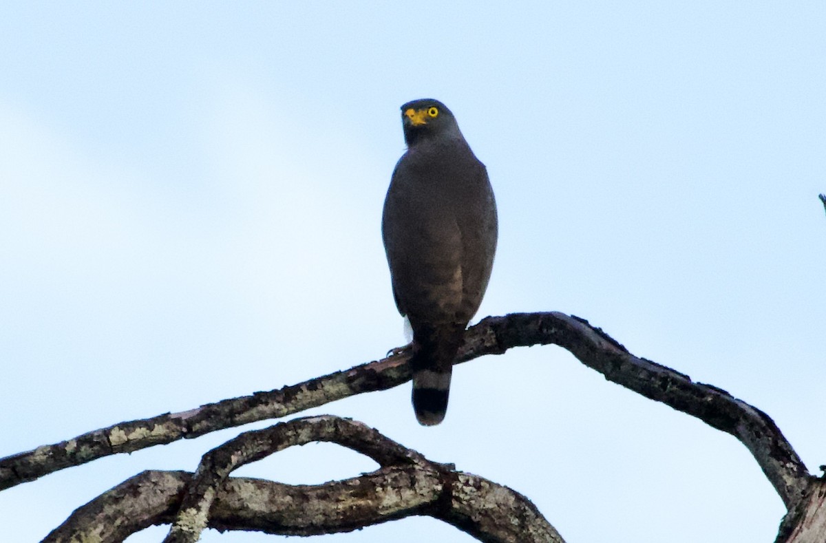 Roadside Hawk - ML638619064