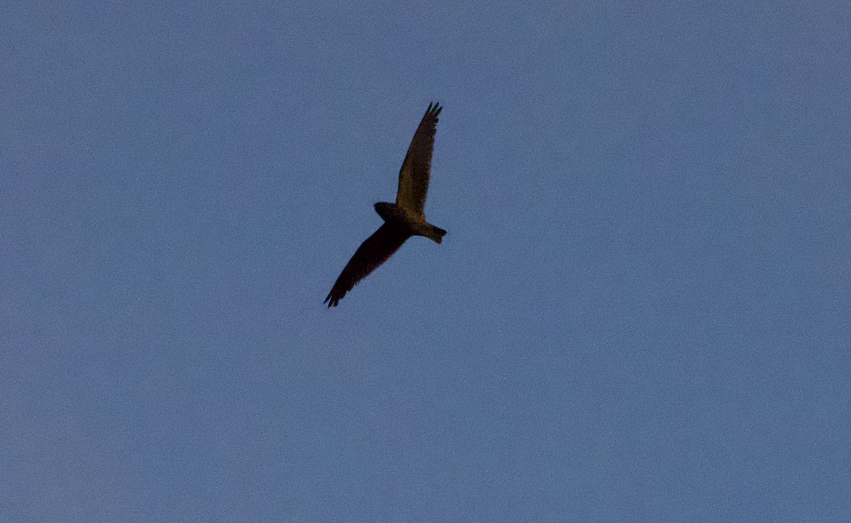 Short-tailed Nighthawk - ML638619075