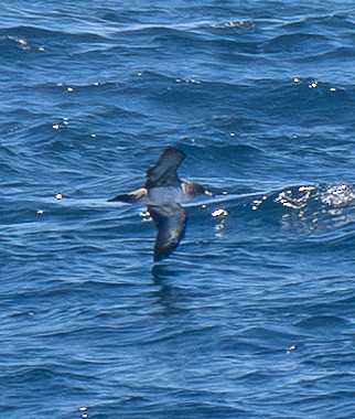 Puffin à pieds roses - ML638619076
