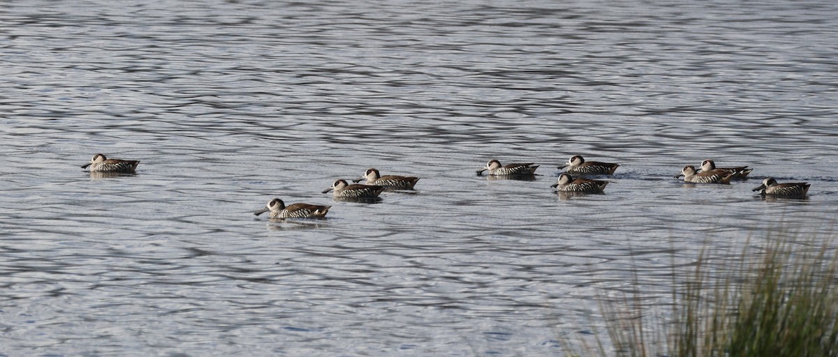Pink-eared Duck - ML638619129