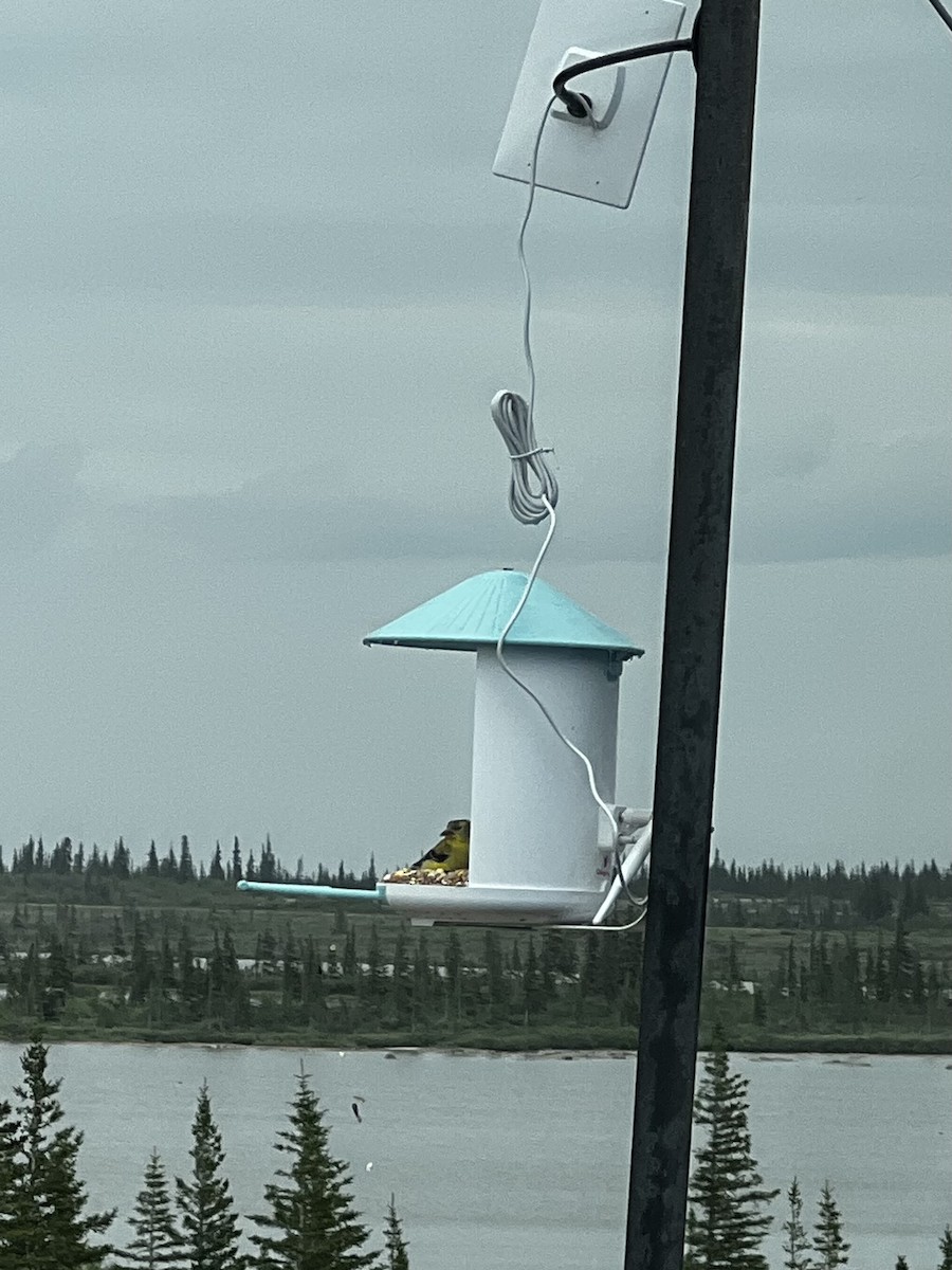 American Goldfinch - ML638619130