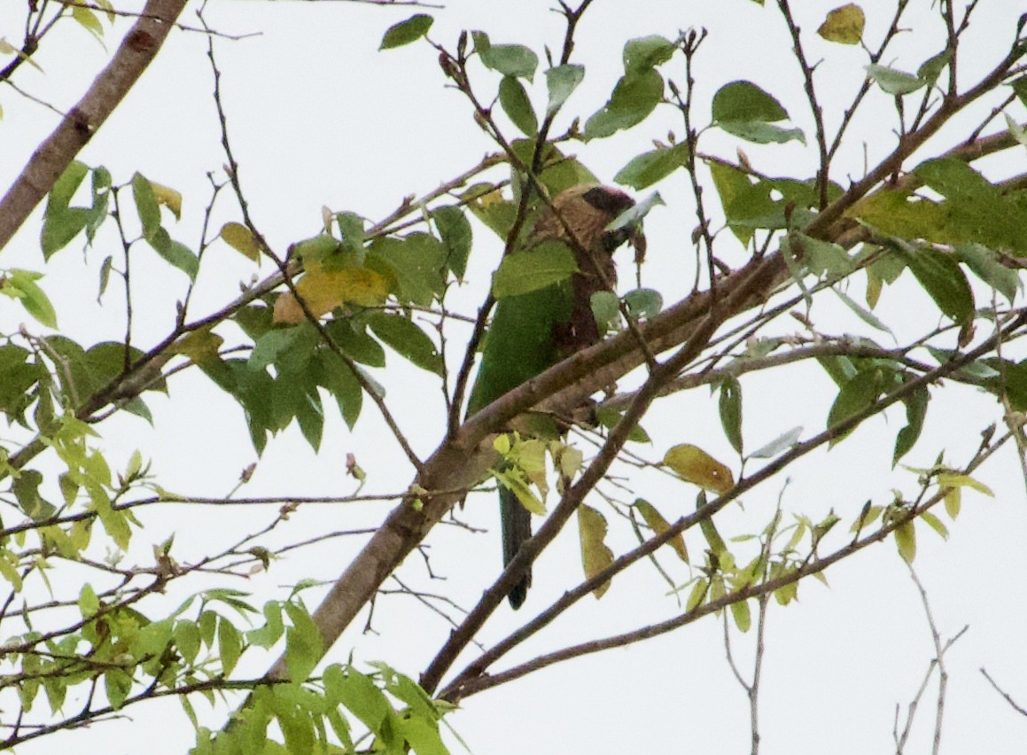 Red-fan Parrot - ML638619156