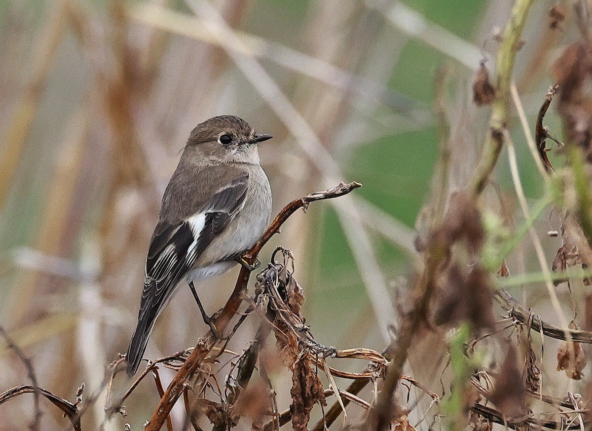 Flame Robin - ML638619160