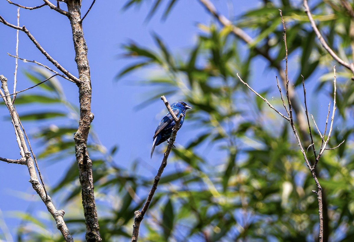Indigo Bunting - ML638619171