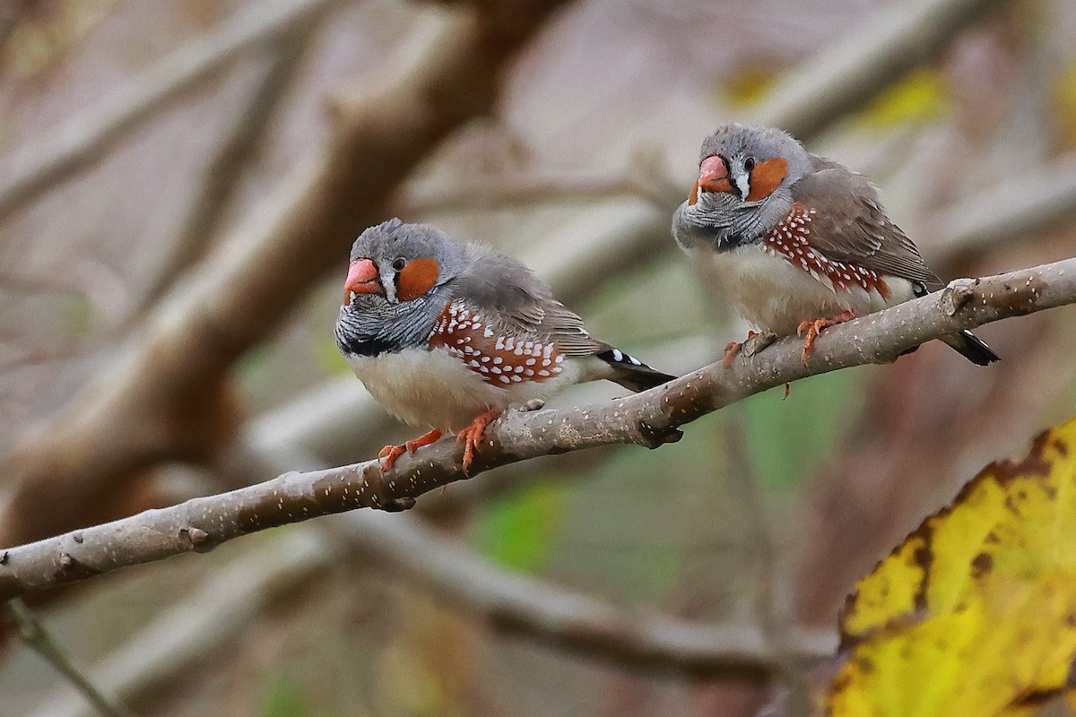Zebra Finch - ML638619174