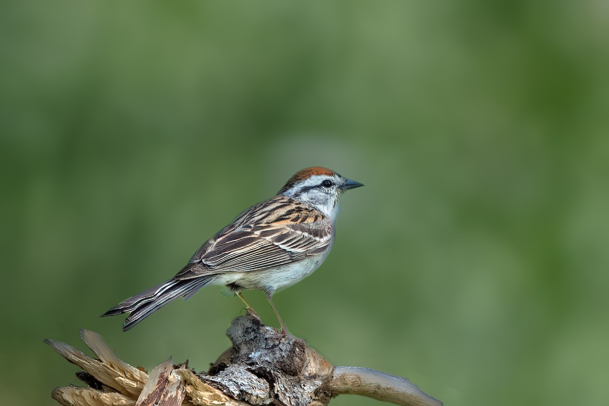 Chipping Sparrow - ML638619227