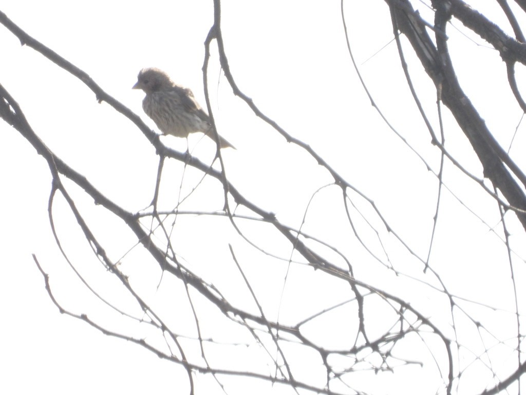 House Finch - ML638619229
