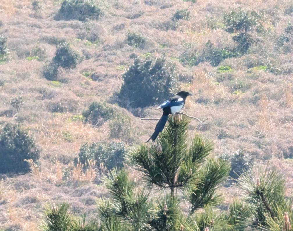 Oriental Magpie - ML638619249