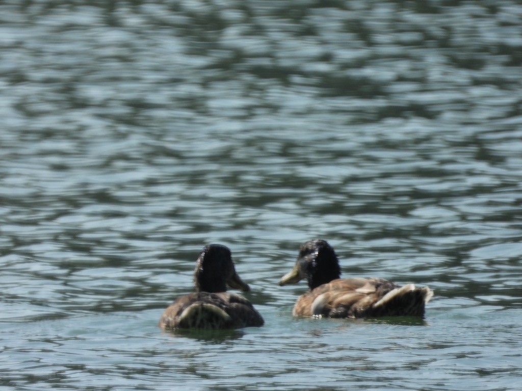 Mallard - ML638619266
