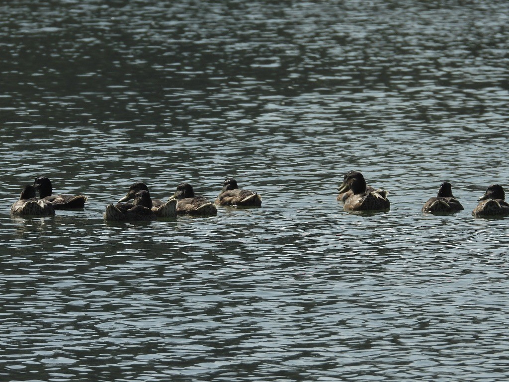 Mallard - ML638619268