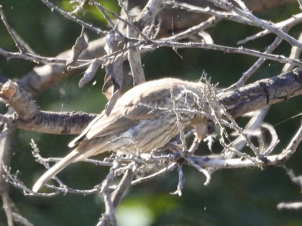 House Finch - ML638619279
