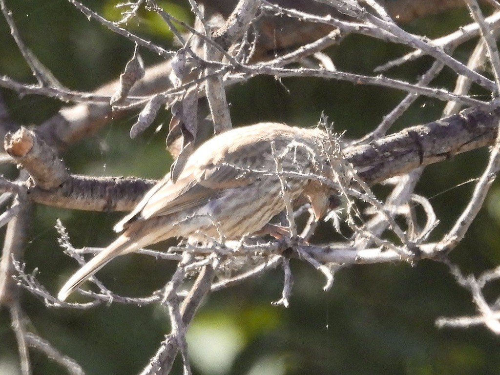 House Finch - ML638619280