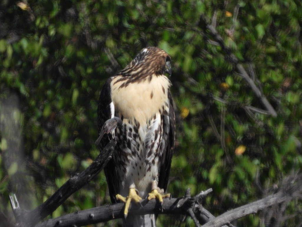 Red-tailed Hawk - ML638619295