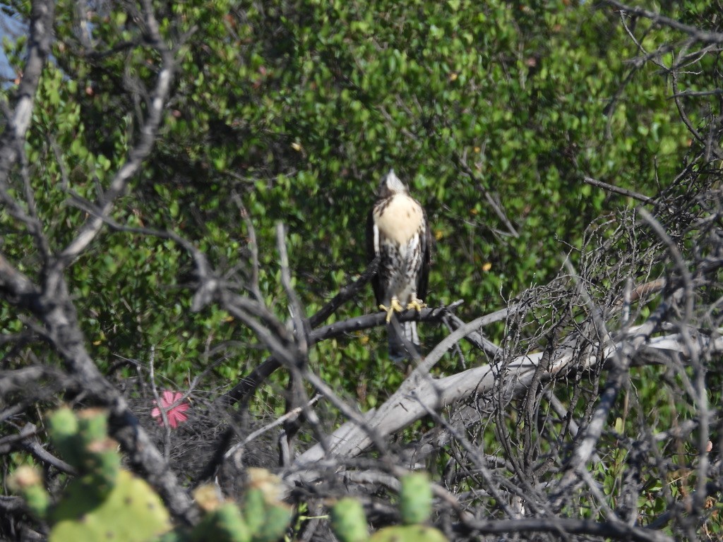 Red-tailed Hawk - ML638619296