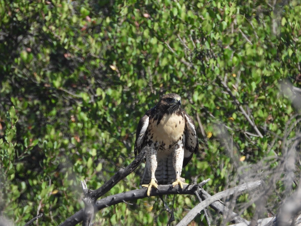 Red-tailed Hawk - ML638619297