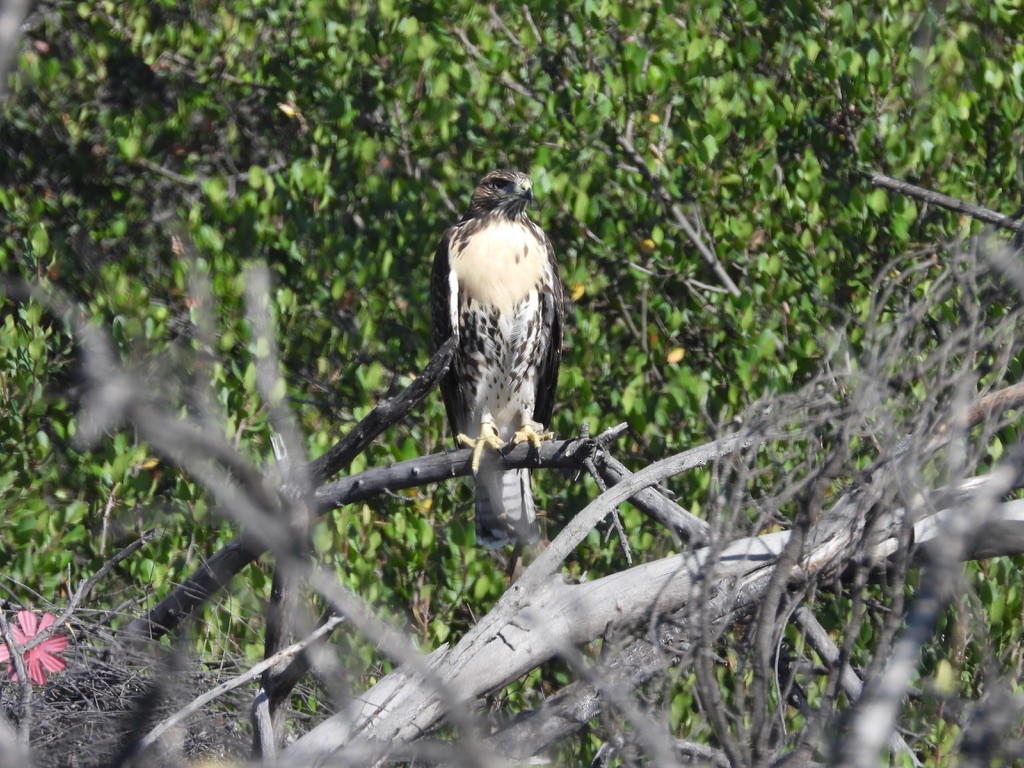 Red-tailed Hawk - ML638619299