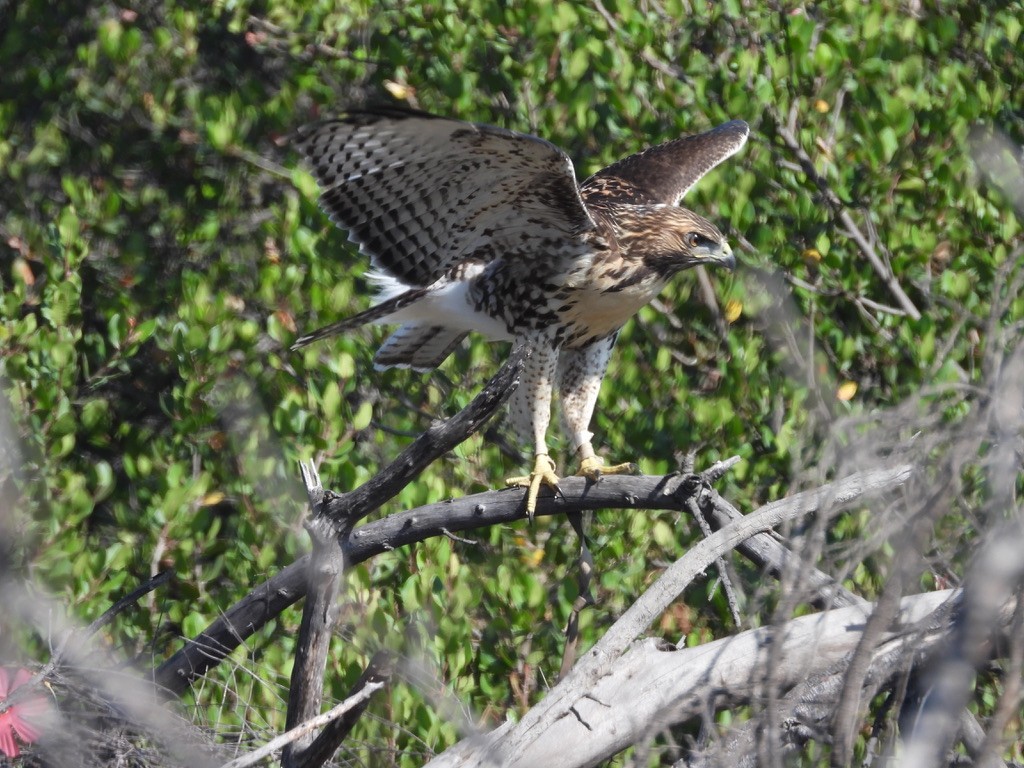 Red-tailed Hawk - ML638619300