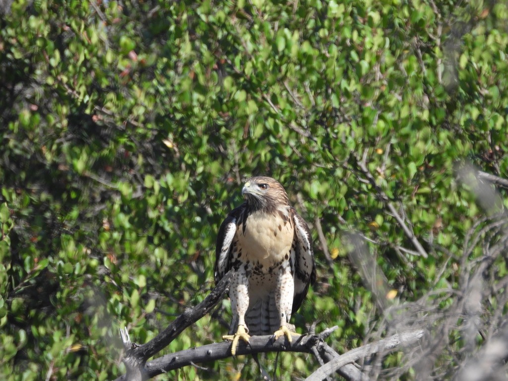 Red-tailed Hawk - ML638619301