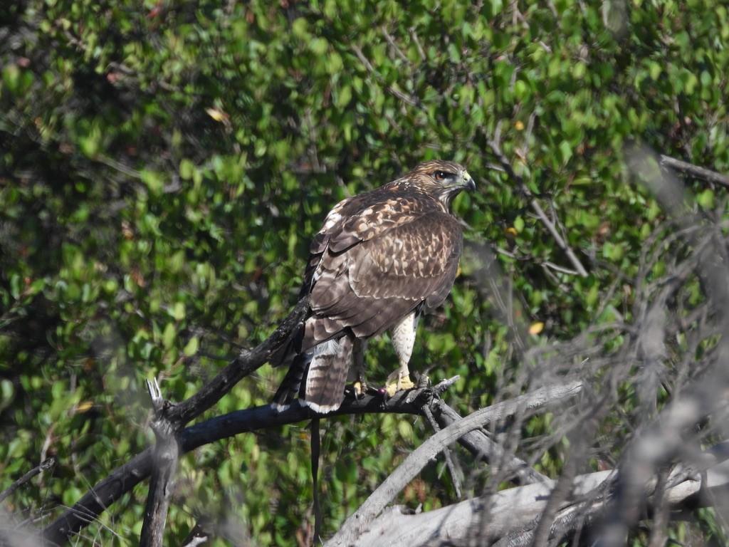 Red-tailed Hawk - ML638619302