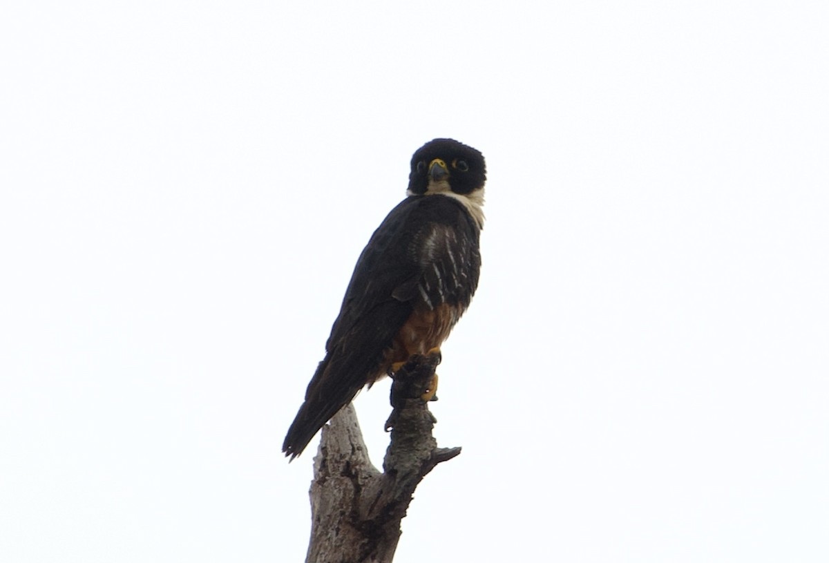 Bat Falcon - ML638619314