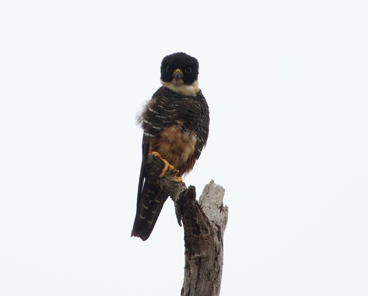 Bat Falcon - ML638619315