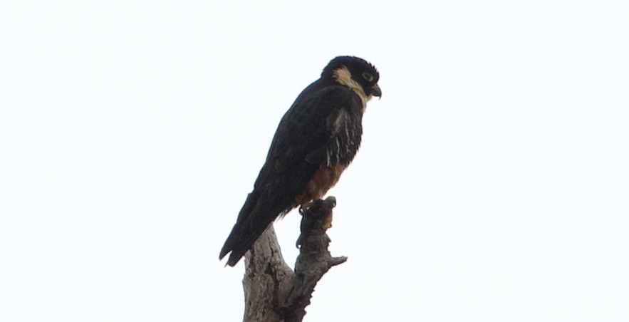 Bat Falcon - ML638619316