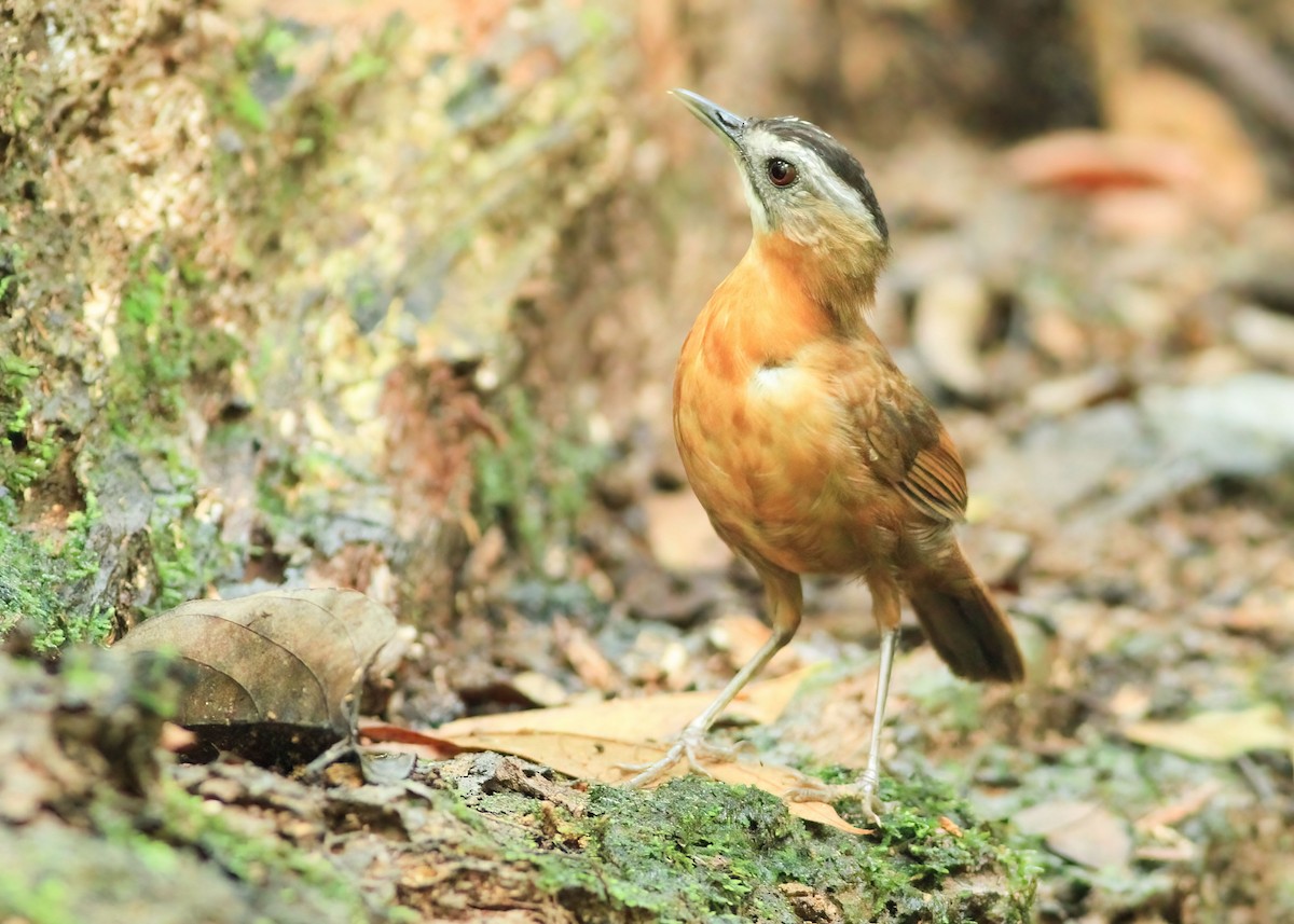 Malayan Black-capped Babbler - ML638619327