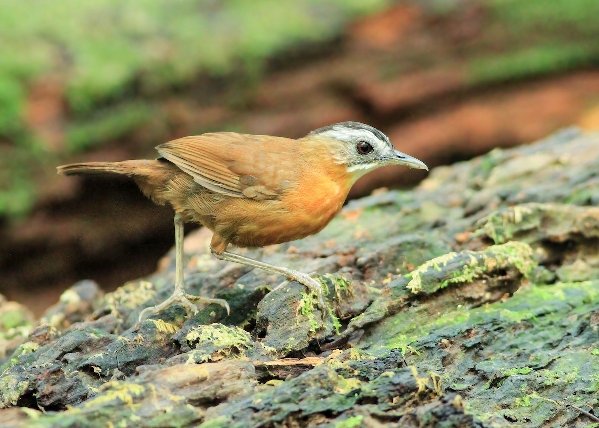 Malayan Black-capped Babbler - ML638619328