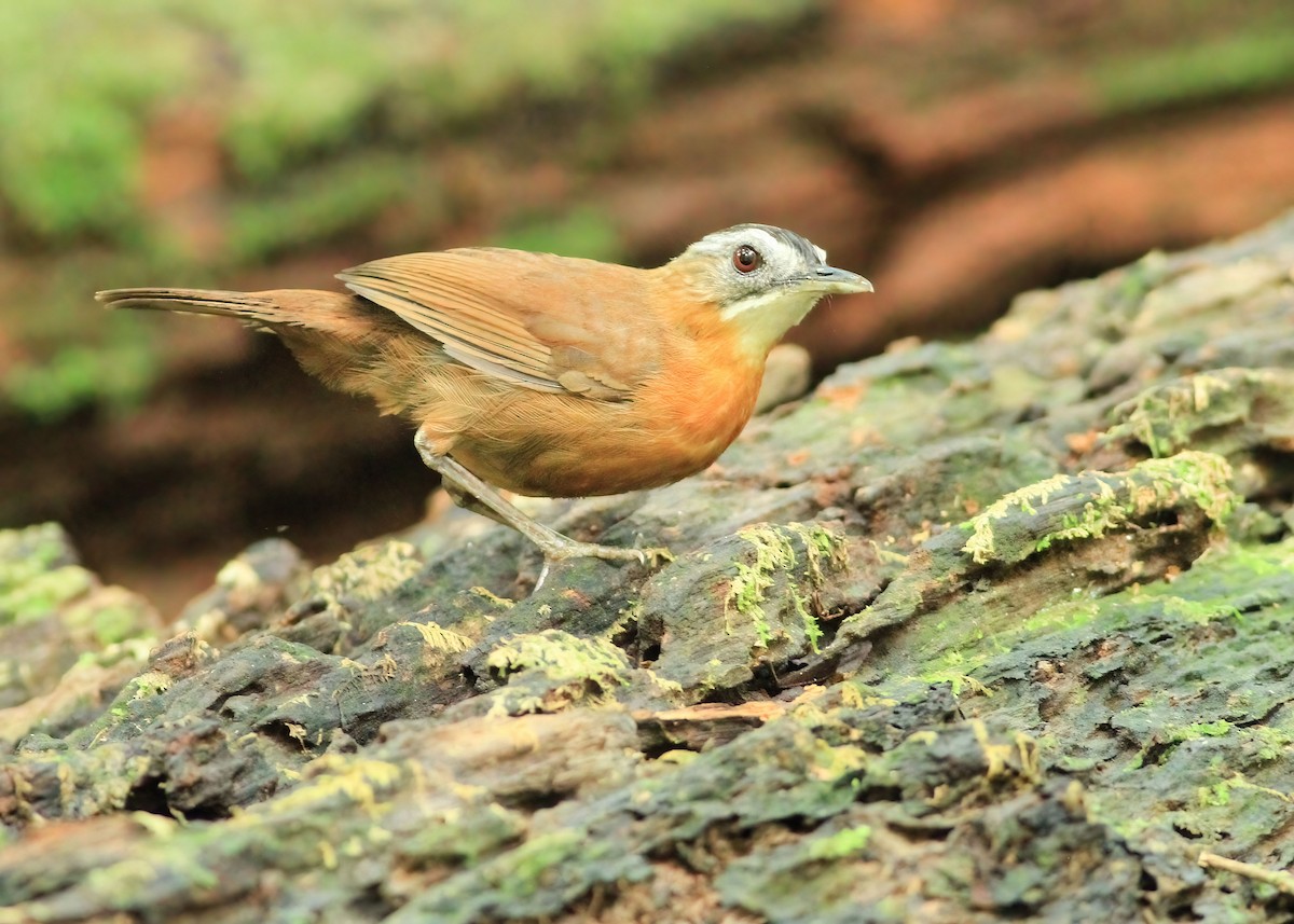 Malayan Black-capped Babbler - ML638619329