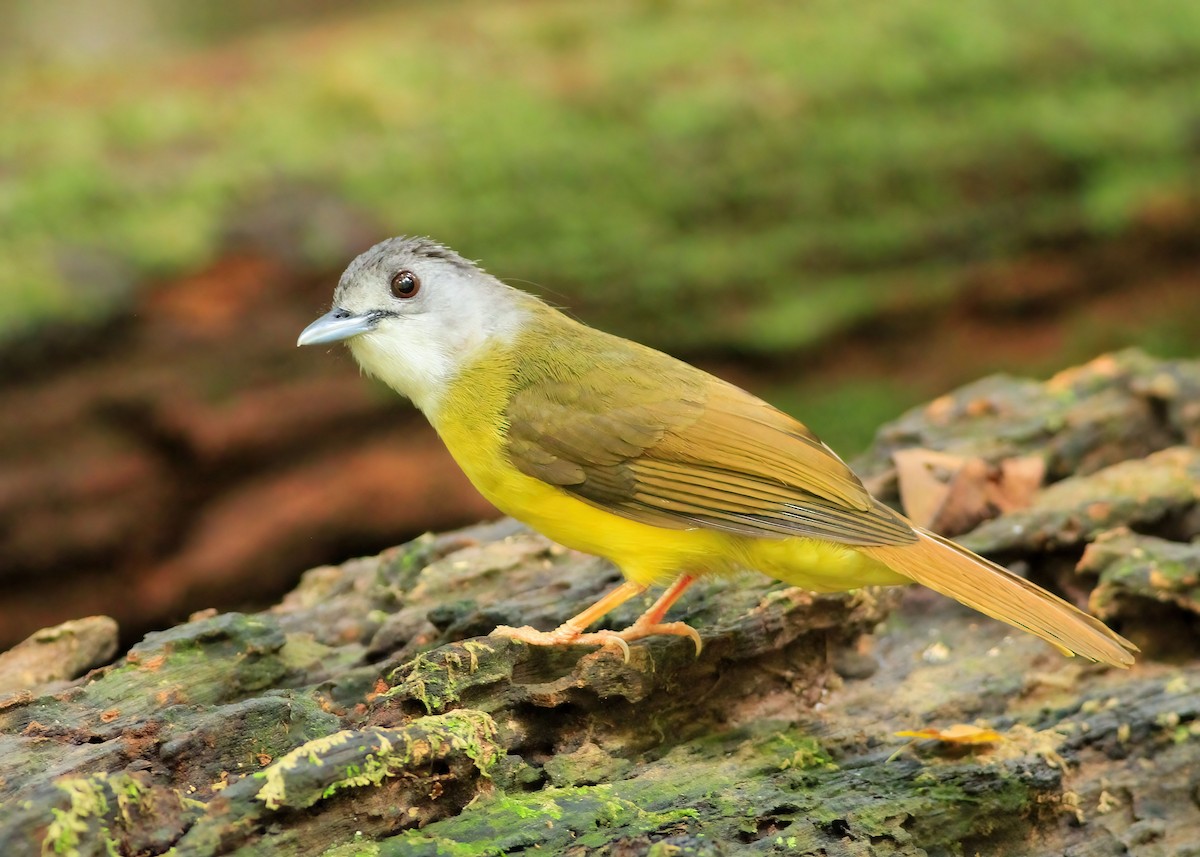Yellow-bellied Bulbul - ML638619336