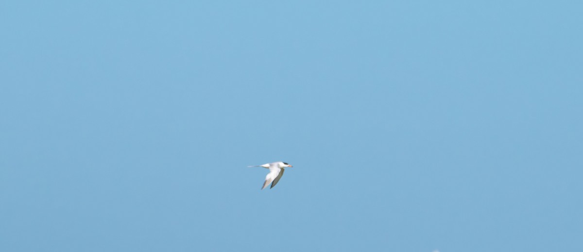 Forster's Tern - ML638619365