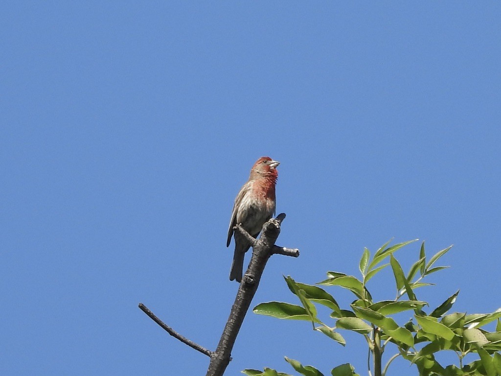 House Finch - ML638619376