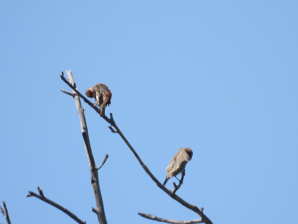 House Finch - ML638619377