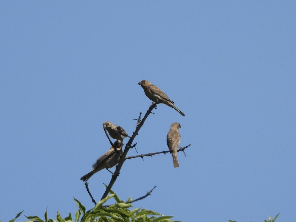 House Finch - ML638619378