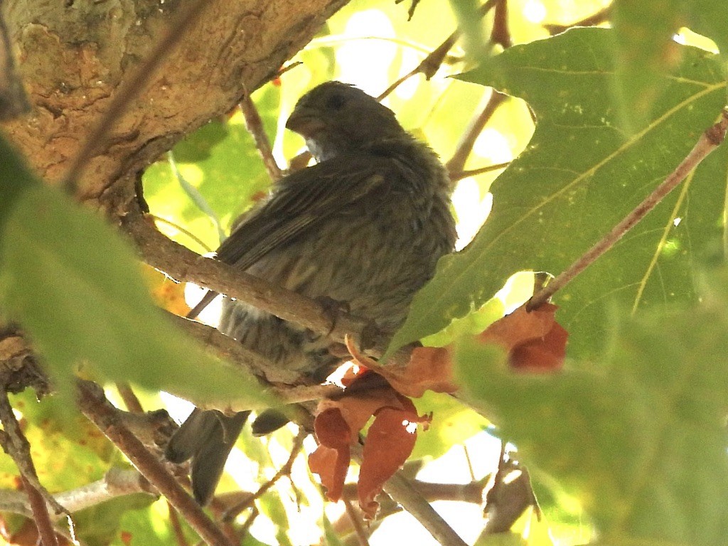 House Finch - ML638619379