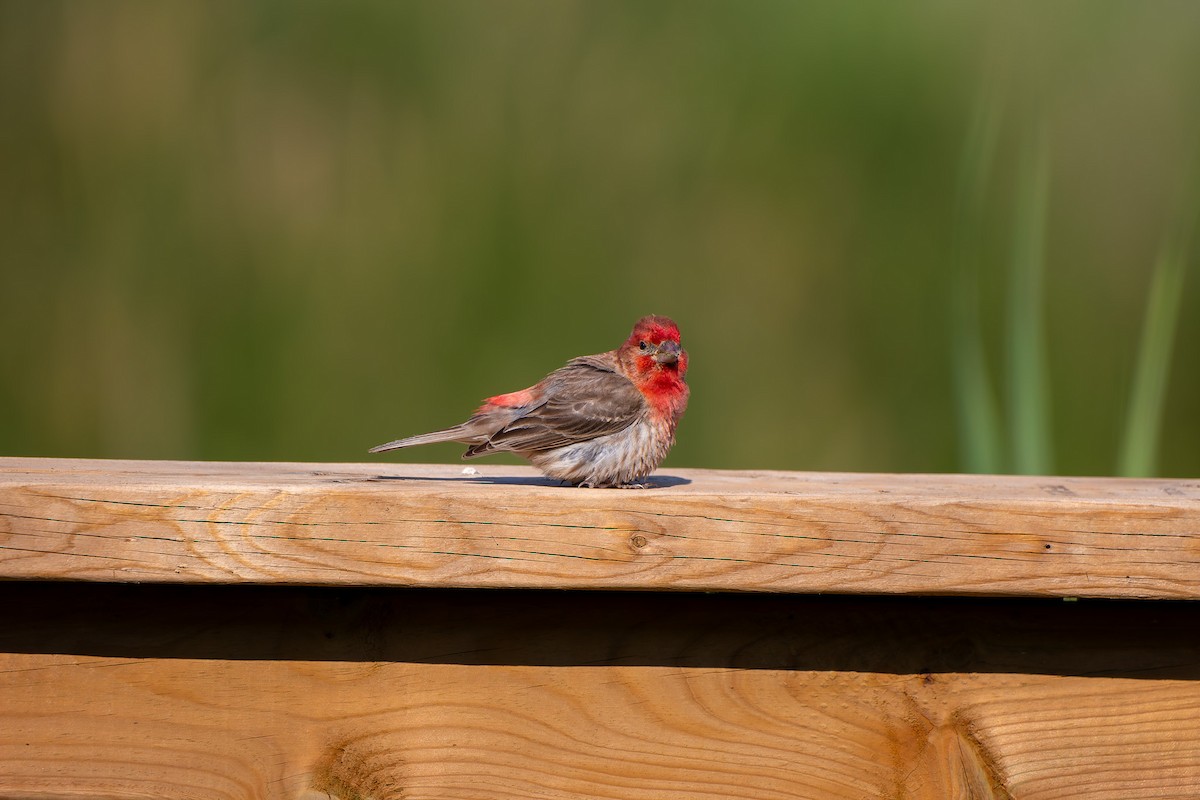 House Finch - ML638619481