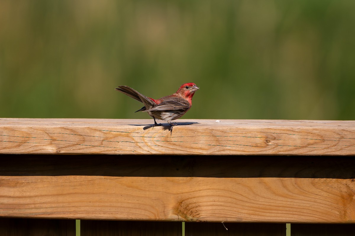 House Finch - ML638619482