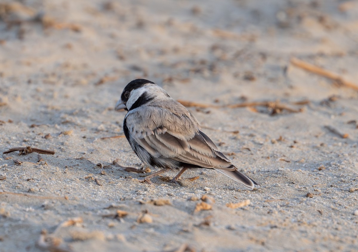 Black-crowned Sparrow-Lark - ML638619642