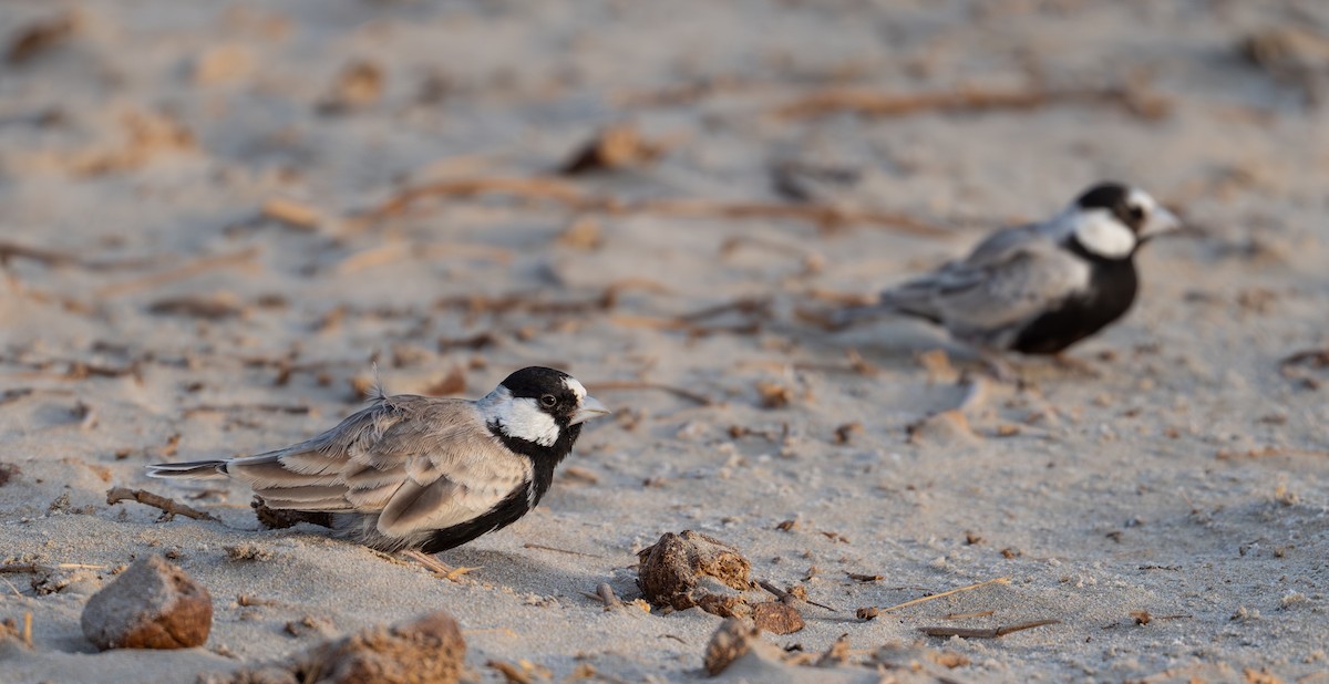 Black-crowned Sparrow-Lark - ML638619643