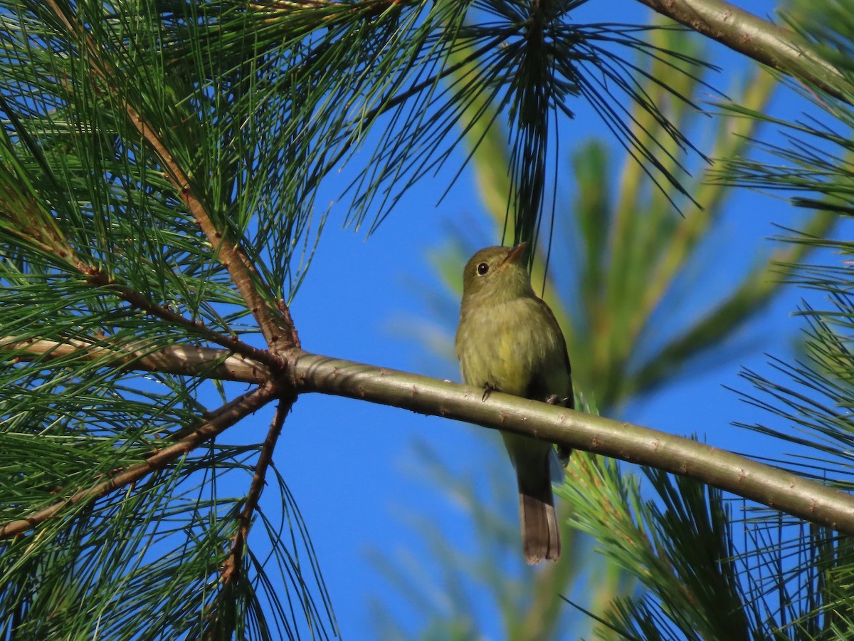 Yellow-bellied Flycatcher - ML638619685