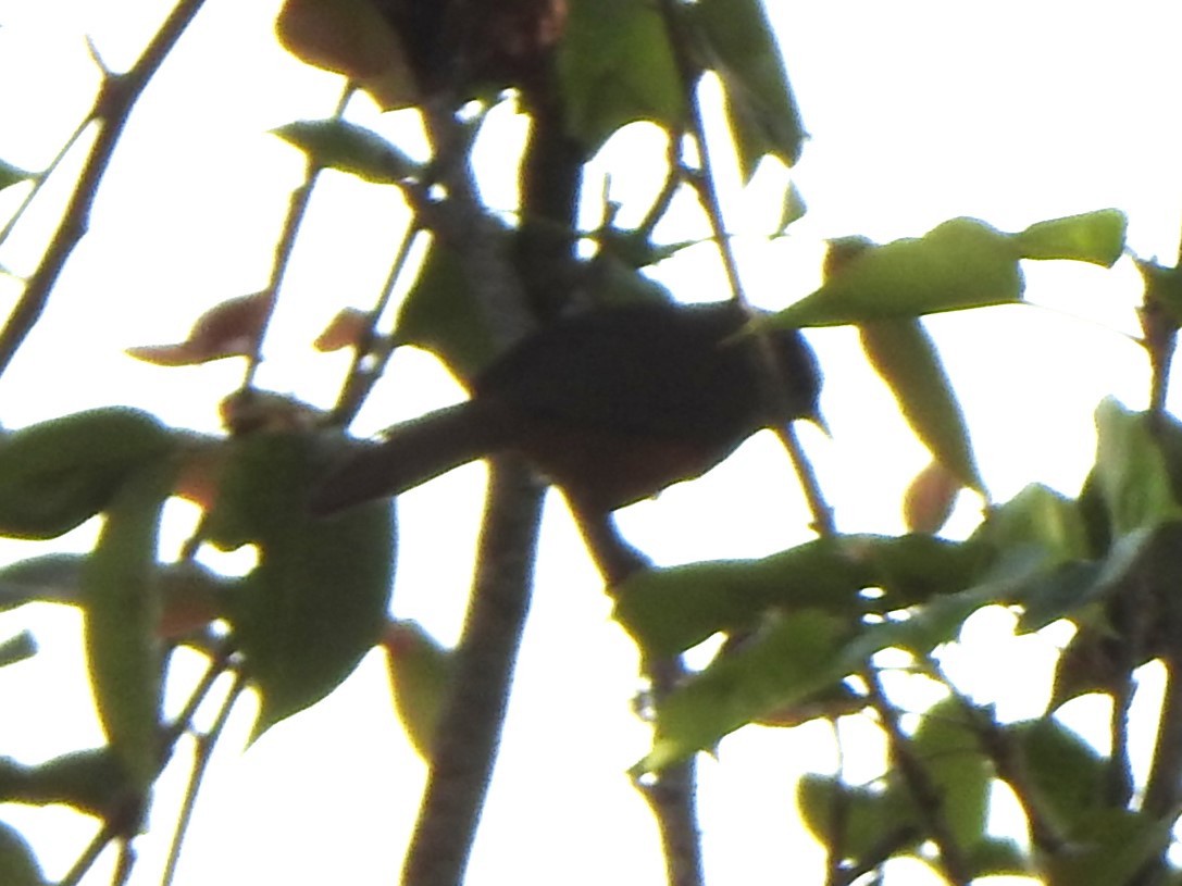 Palani Laughingthrush - ML638619686