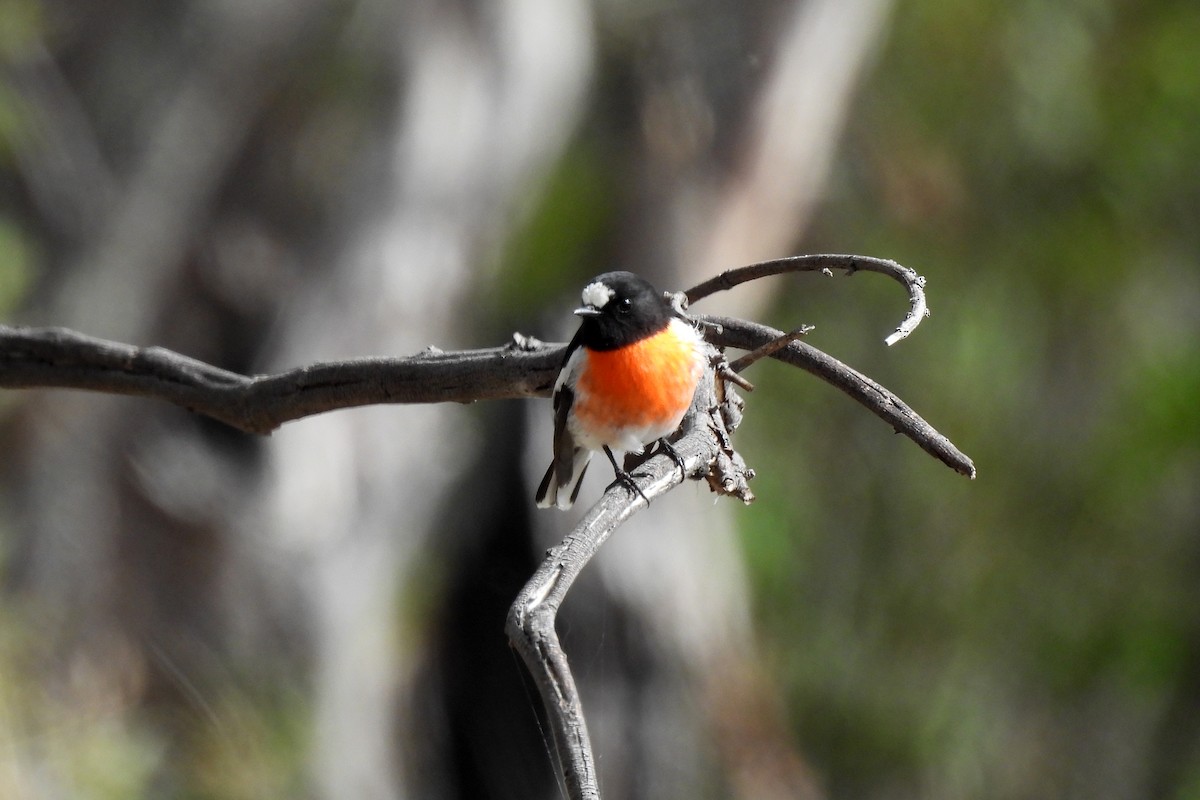 Scarlet Robin - ML638619716