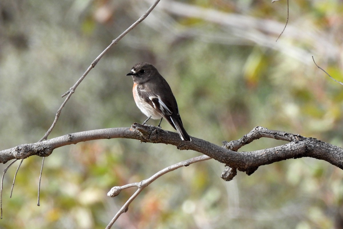 Scarlet Robin - ML638619717