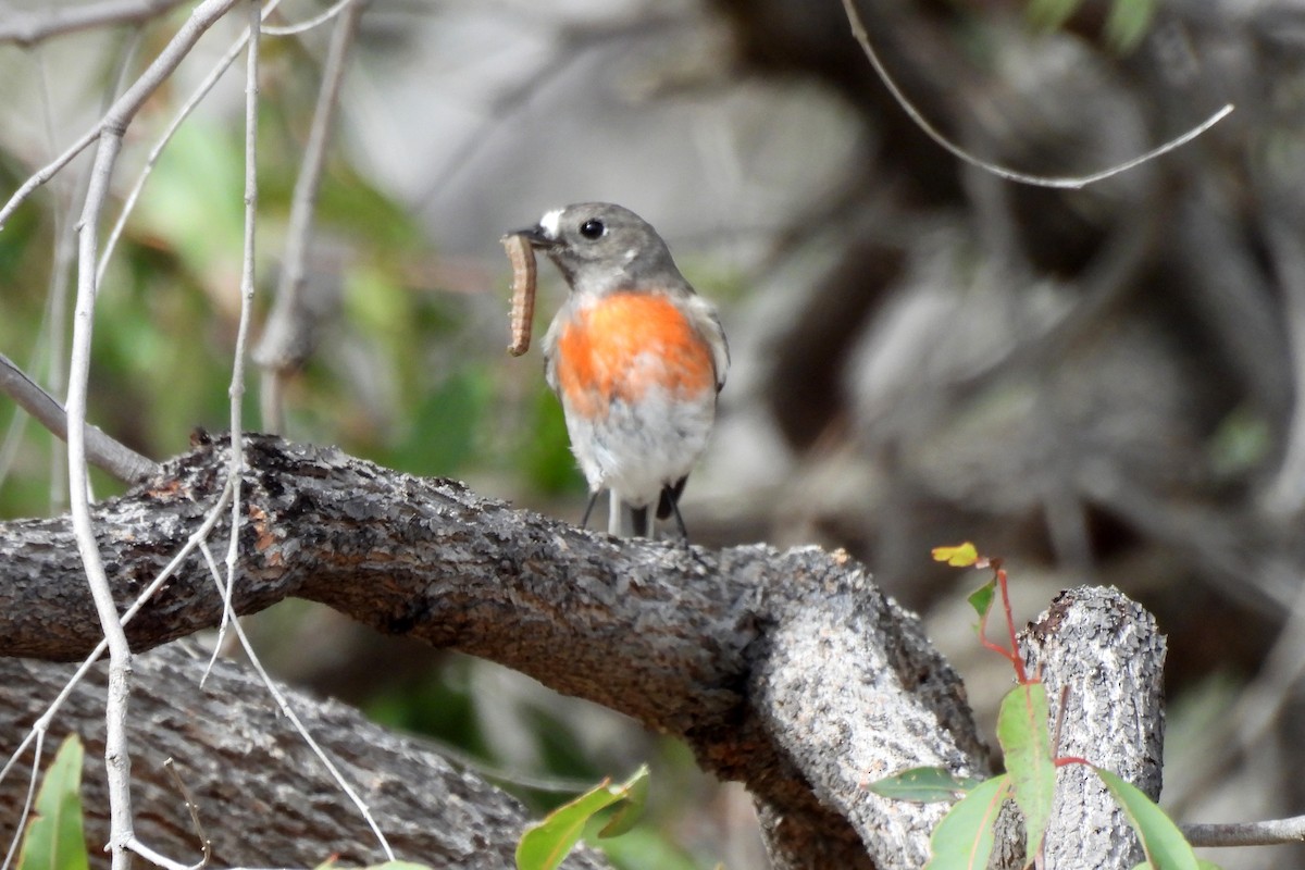 Scarlet Robin - ML638619718
