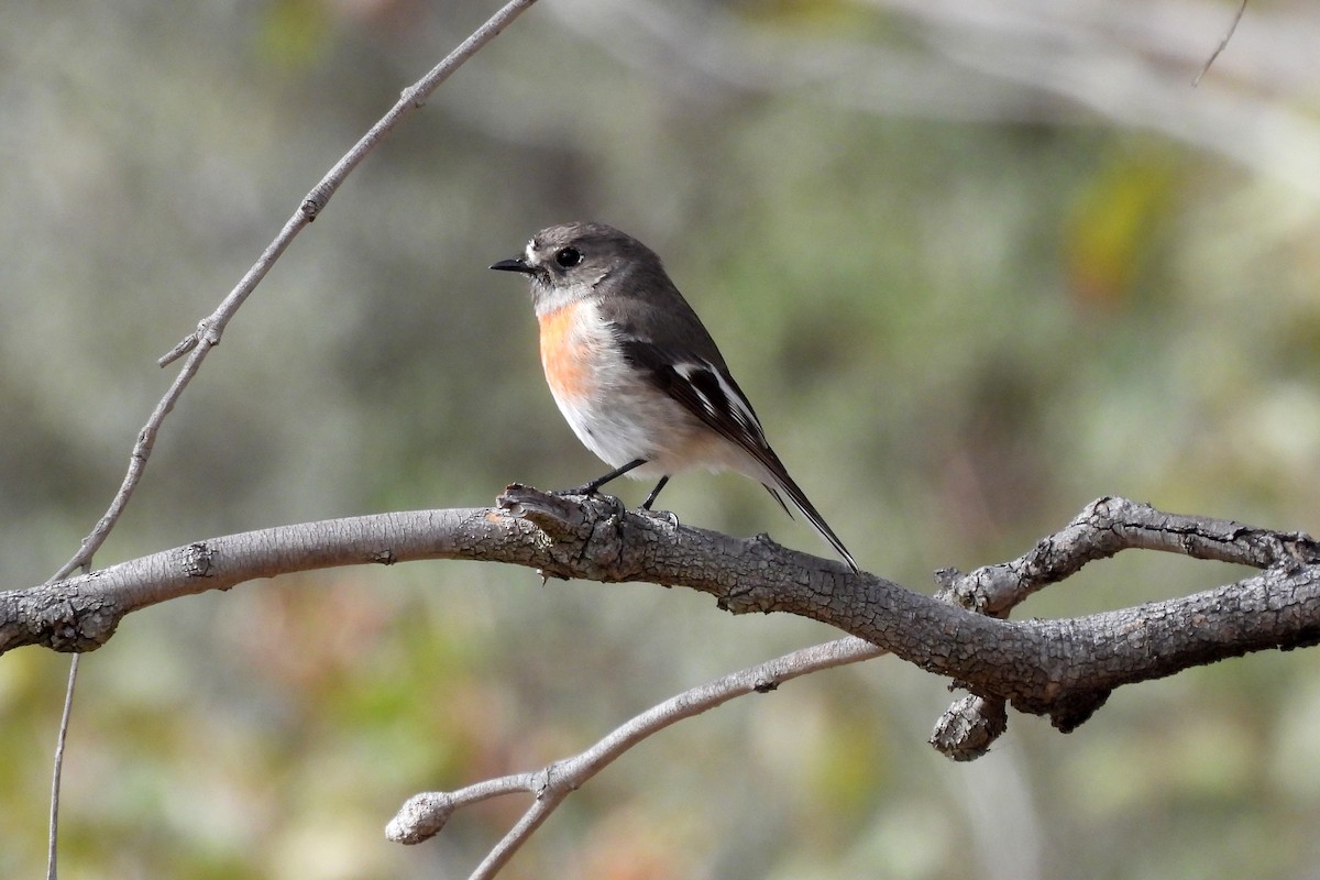 Scarlet Robin - ML638619719