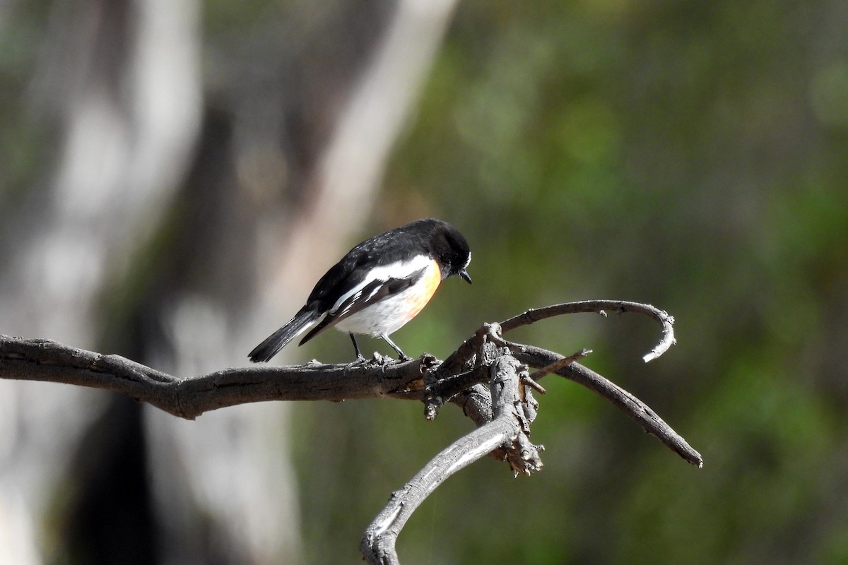 Scarlet Robin - ML638619720