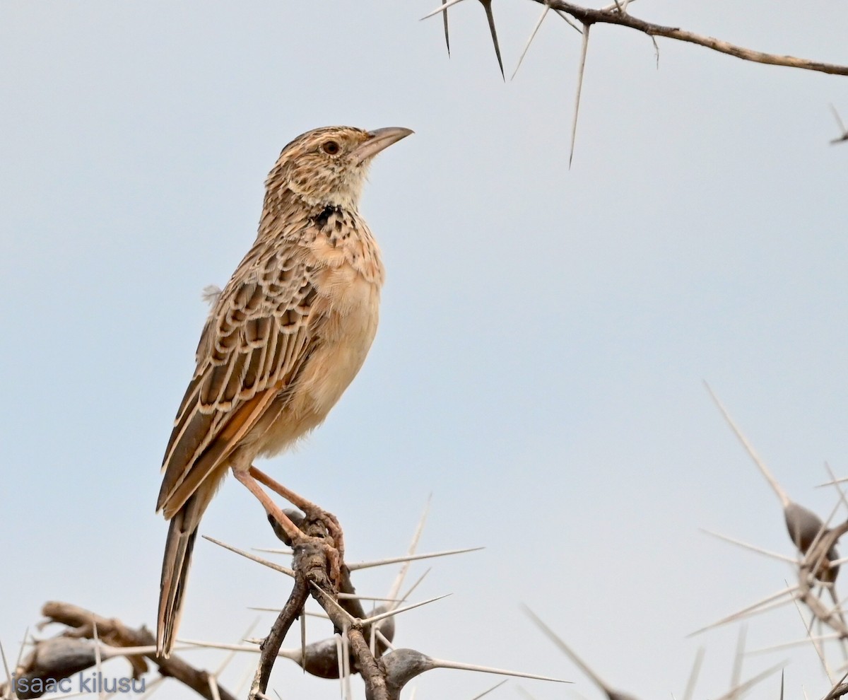Red-winged Lark - ML638619766