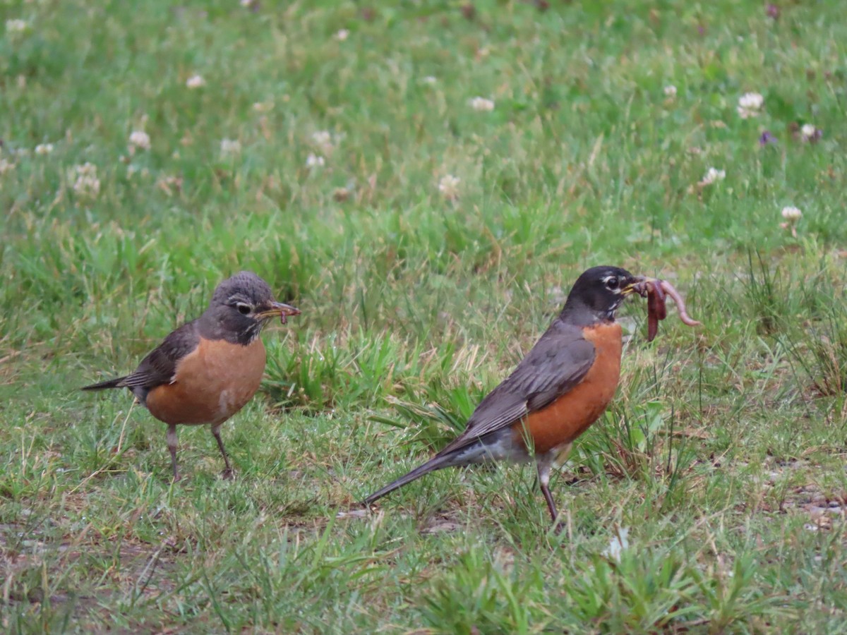 American Robin - ML638619779