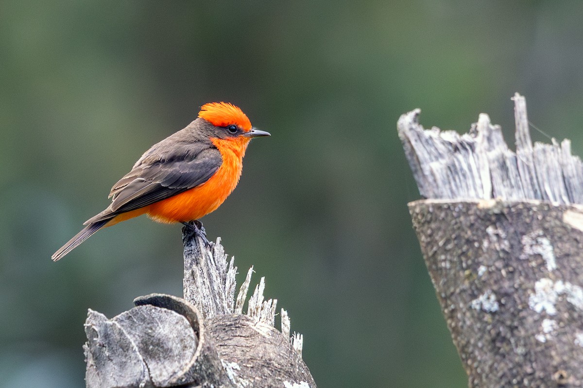 Vermilion Flycatcher (Northern) - ML638619795