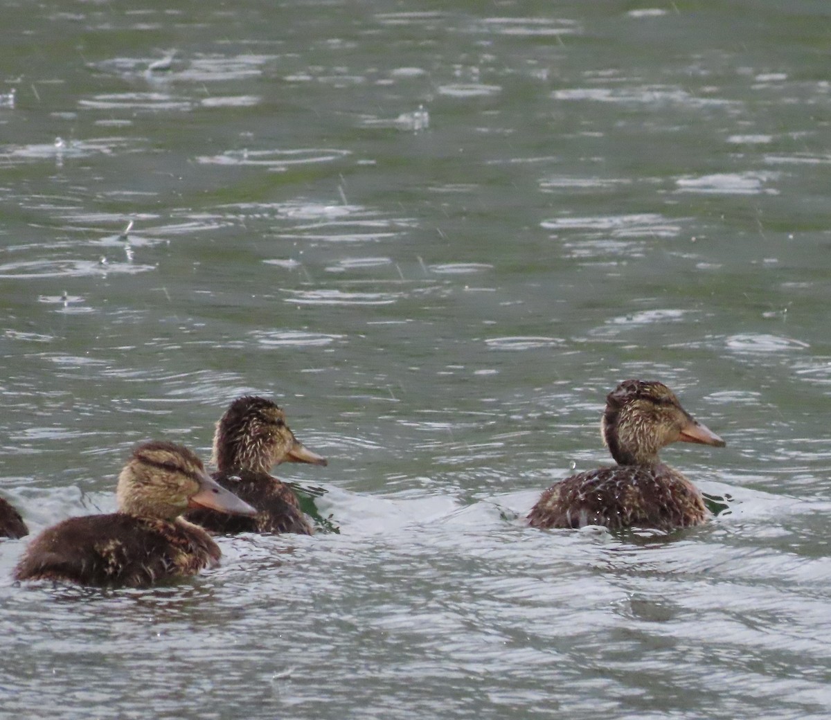 Mallard - ML638619803